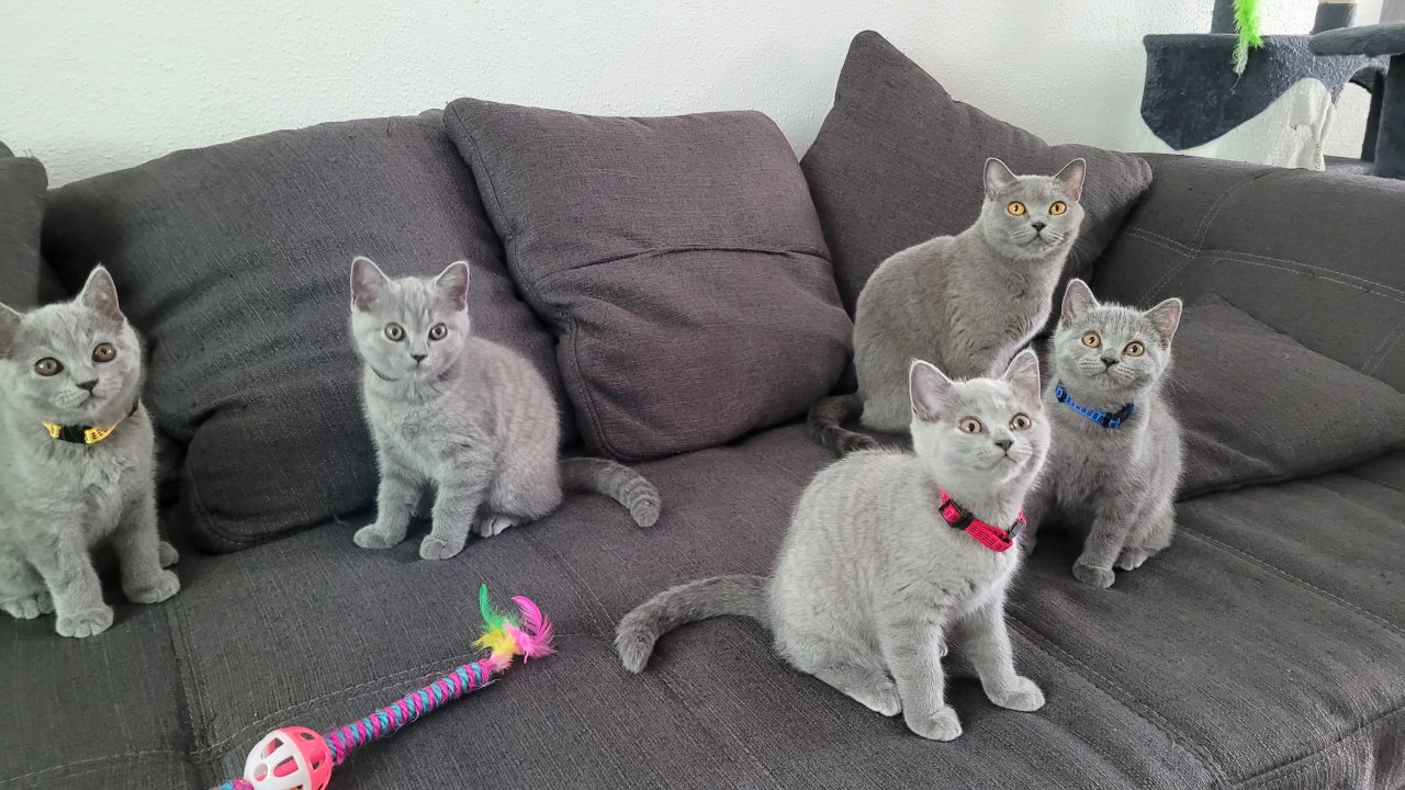 BKH blue Kitten - auszugbereit - reinrassig - Britisch Kurzhaar - British Kurzhaar - Essen