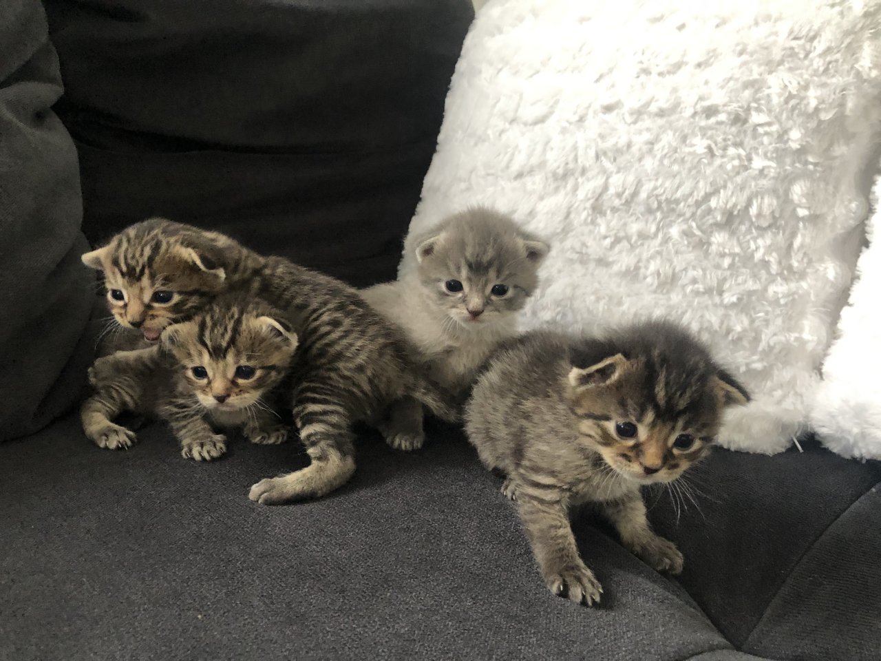 Katzenbabys geboren 23.4.23 - Freigaenger - Ellwangen 
