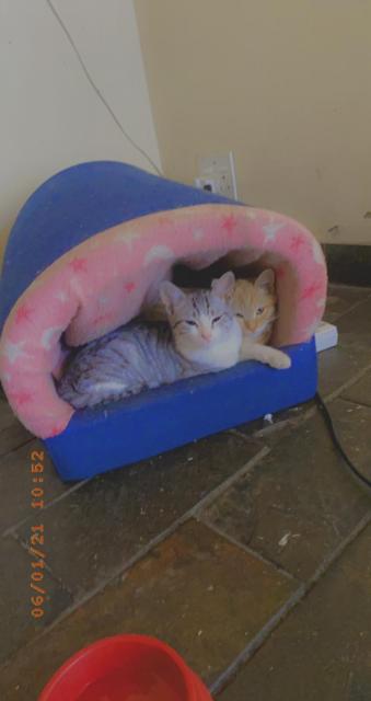 Schöne Hauskatzen, zweite Katze Tiger Katze Männchen / Weibchen mit Zubehör - Exotic Shorthair - Hessen,  Frankfurt am Main