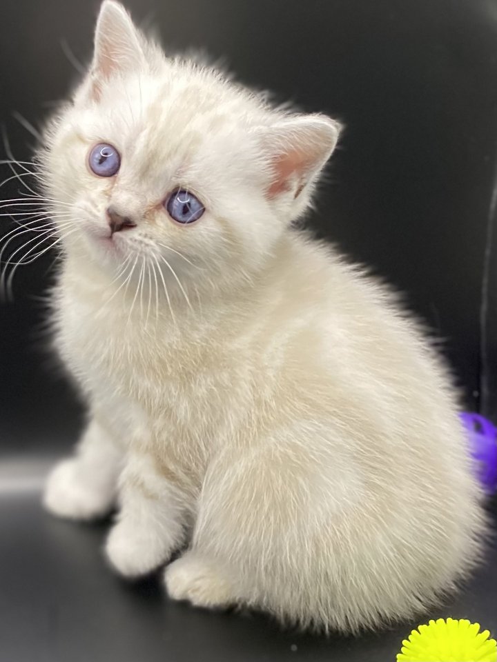 BKH-Kitten- Weibchen-Stammbaum - British Kurzhaar - Bochum 