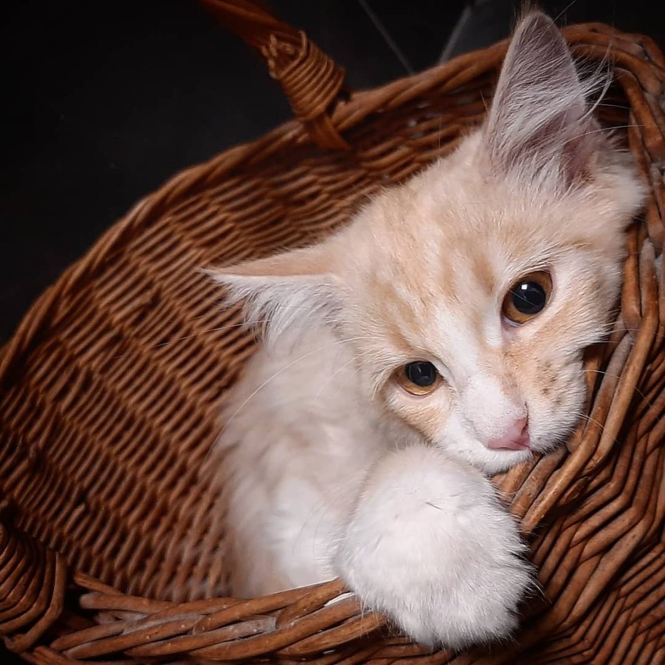 Maine-Coon-Kätzchen - Maine Coon - Munchen