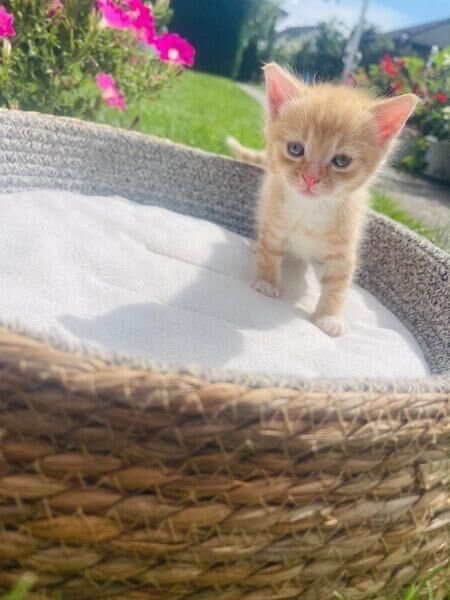 Zwei süße Kätzchen suchen ein liebevolles Zuhause ??? - Hauskatzen - Geesthacht