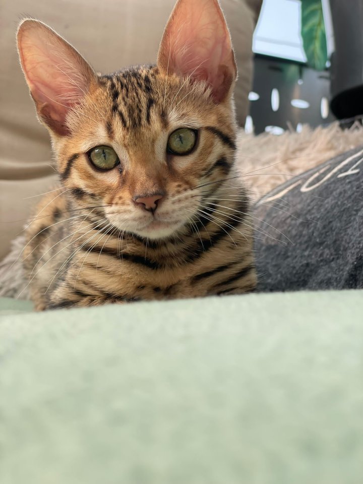 Bengal Baby Kater zu verkaufen - Bengal - Amberg