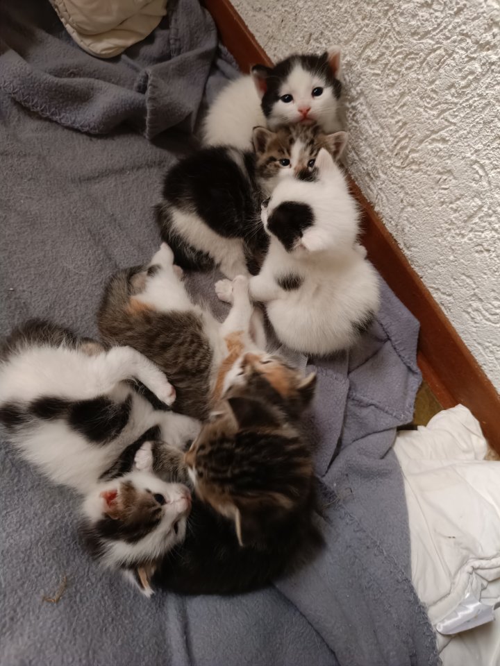 Katzenbabys abzugeben - Hauskatzen - Haibach