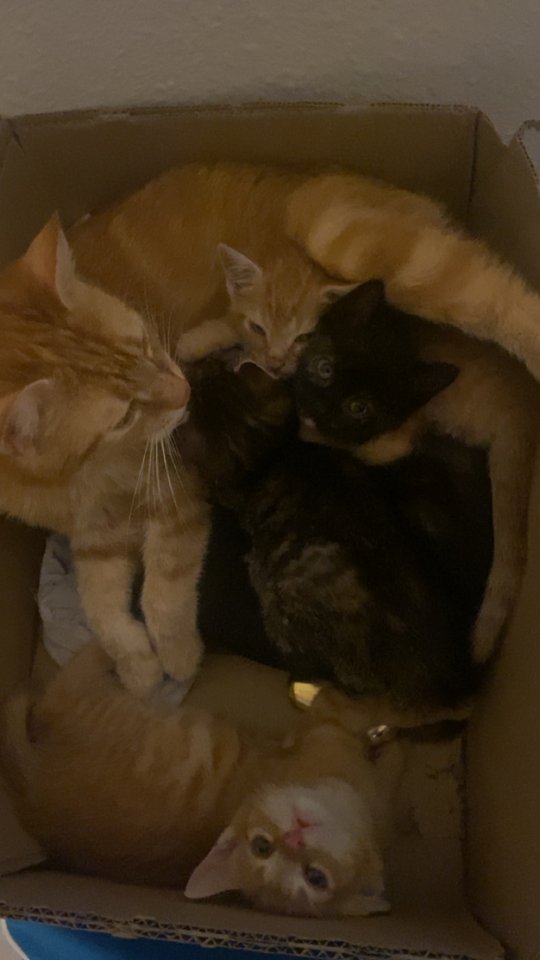 4 süße Katzen suchen ein neues Zuhause - Hauskatzen - Volkmarsen