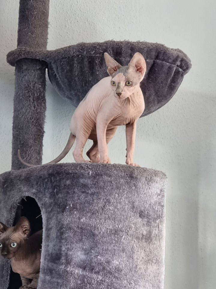 Liebe Sphynx-Katzen Hallo an alle Katzenliebhaber - Sphynx - Hamburg