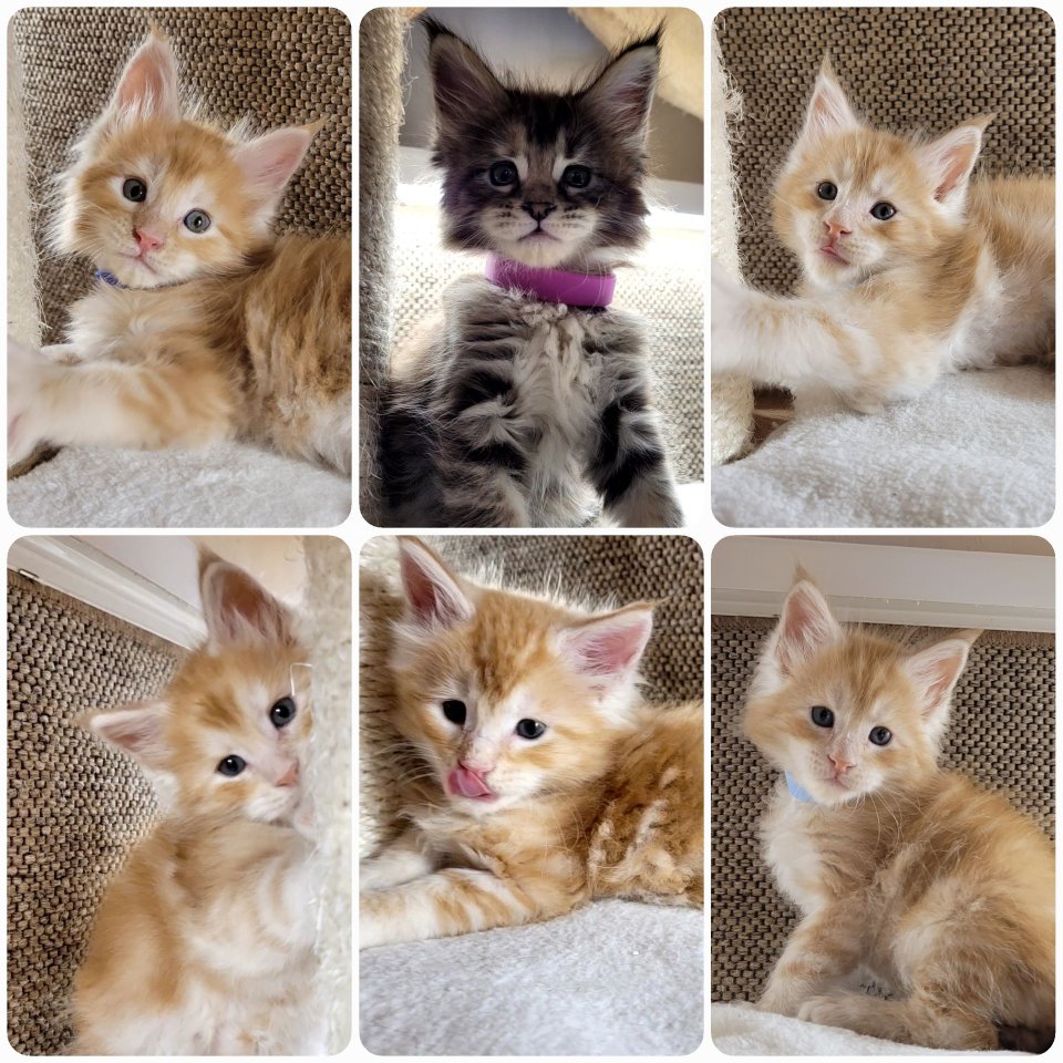 Zuckersüße Maine Coon Halle Saale Kitten Kätzchen Kater rot - Maine Coon - Halle