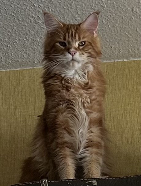 Maine Coon Kater Rot - Maine Coon - Oldenburg 