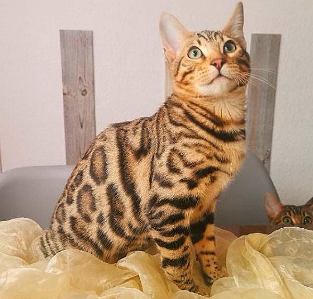 *Typvolle Schmuse-Bengale suchen Dich!* - Bengal - Zweibrücken