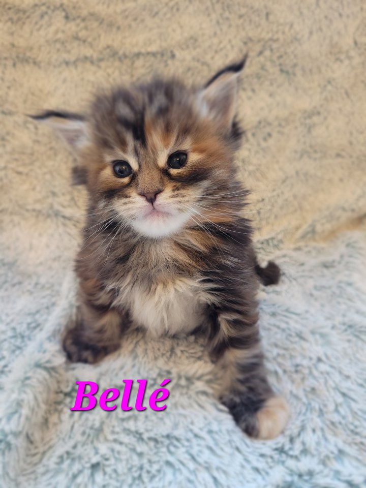Maine Coon Kitten reinrassig - Maine Coon - Meerane