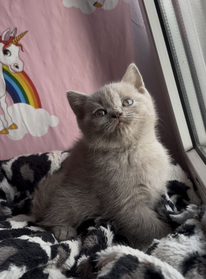 Britisch kurzhaar Katzen - British Kurzhaar - Duisburg