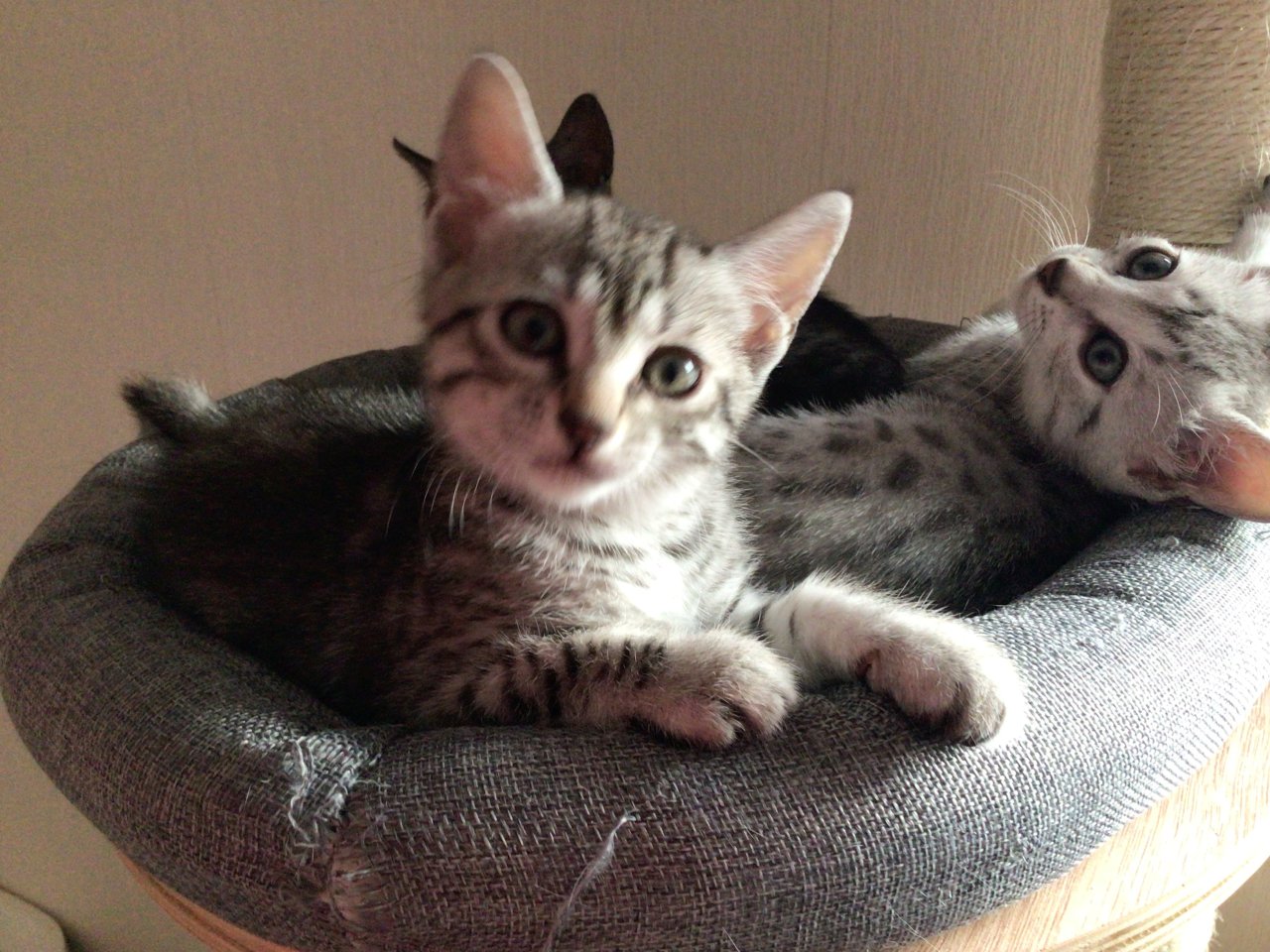Ägyptische Mau Kitten - Katzen Sonstige - Varel