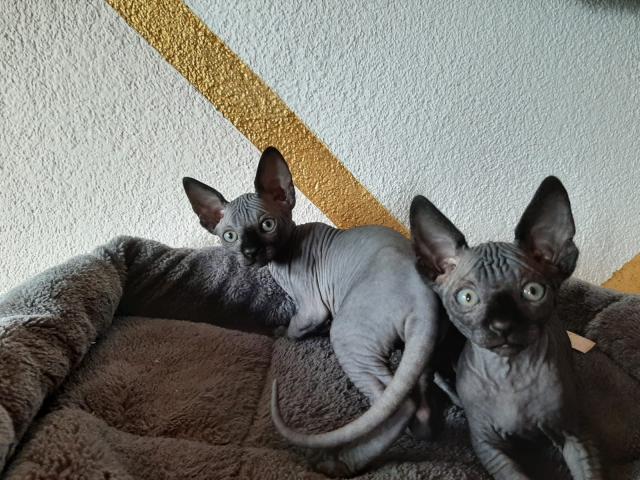 Canadische Sphynx Kitten  - Sphynx - Freudenstadt