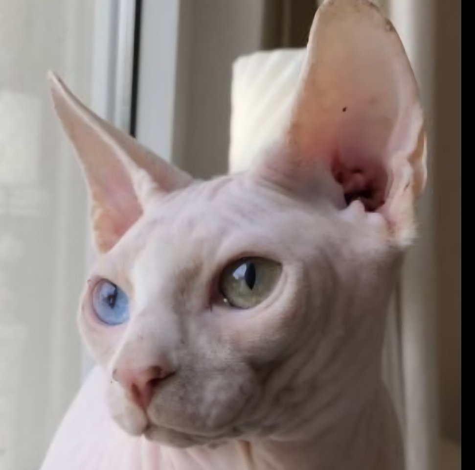 Sphynx Kater sucht Zuhause - Sphynx - Kiel