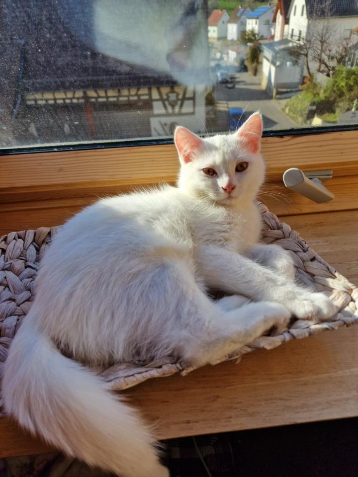 Türkische Angora Kitten suchen liebevolles Zuhause - Mischling - Bürstadt