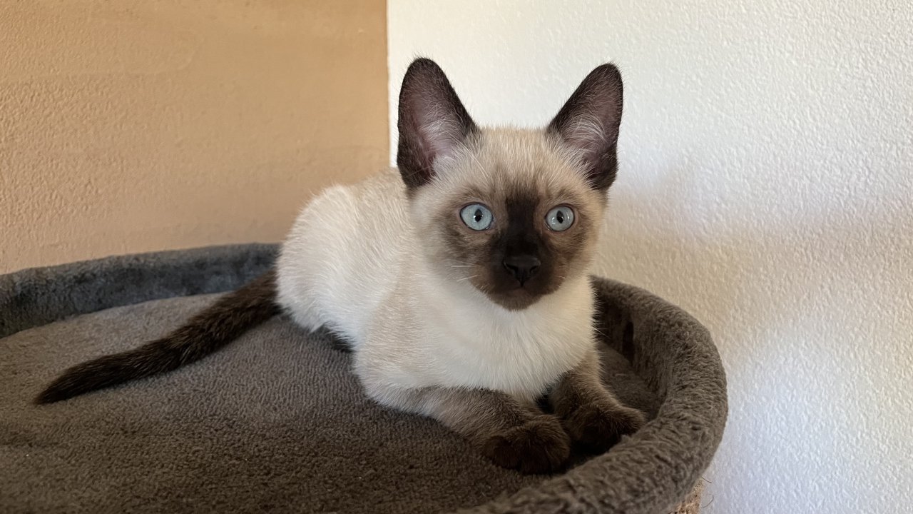 Siam / Snow Bengal Mix Kitten - Mischling - Innerbraz