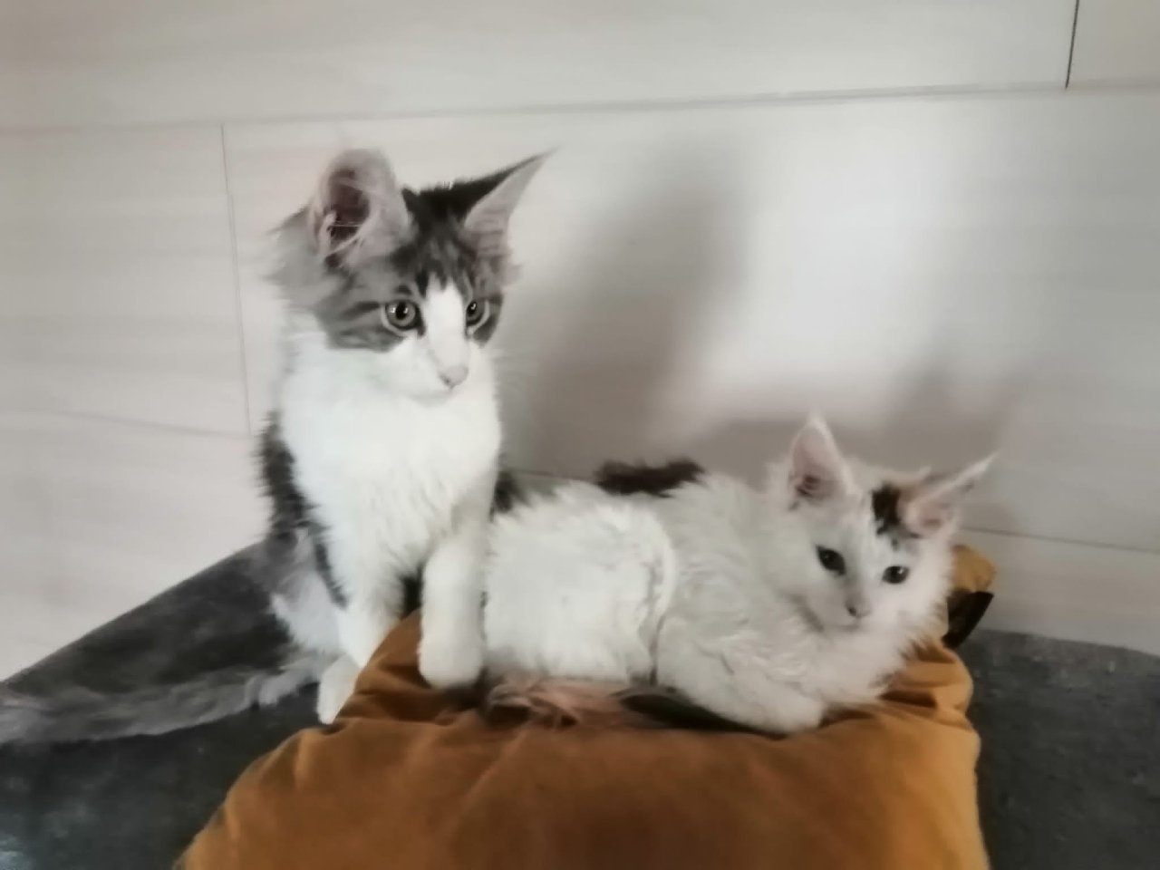 Kuschelmäuse zum verlieben - Maine Coon - Ried im innkreis