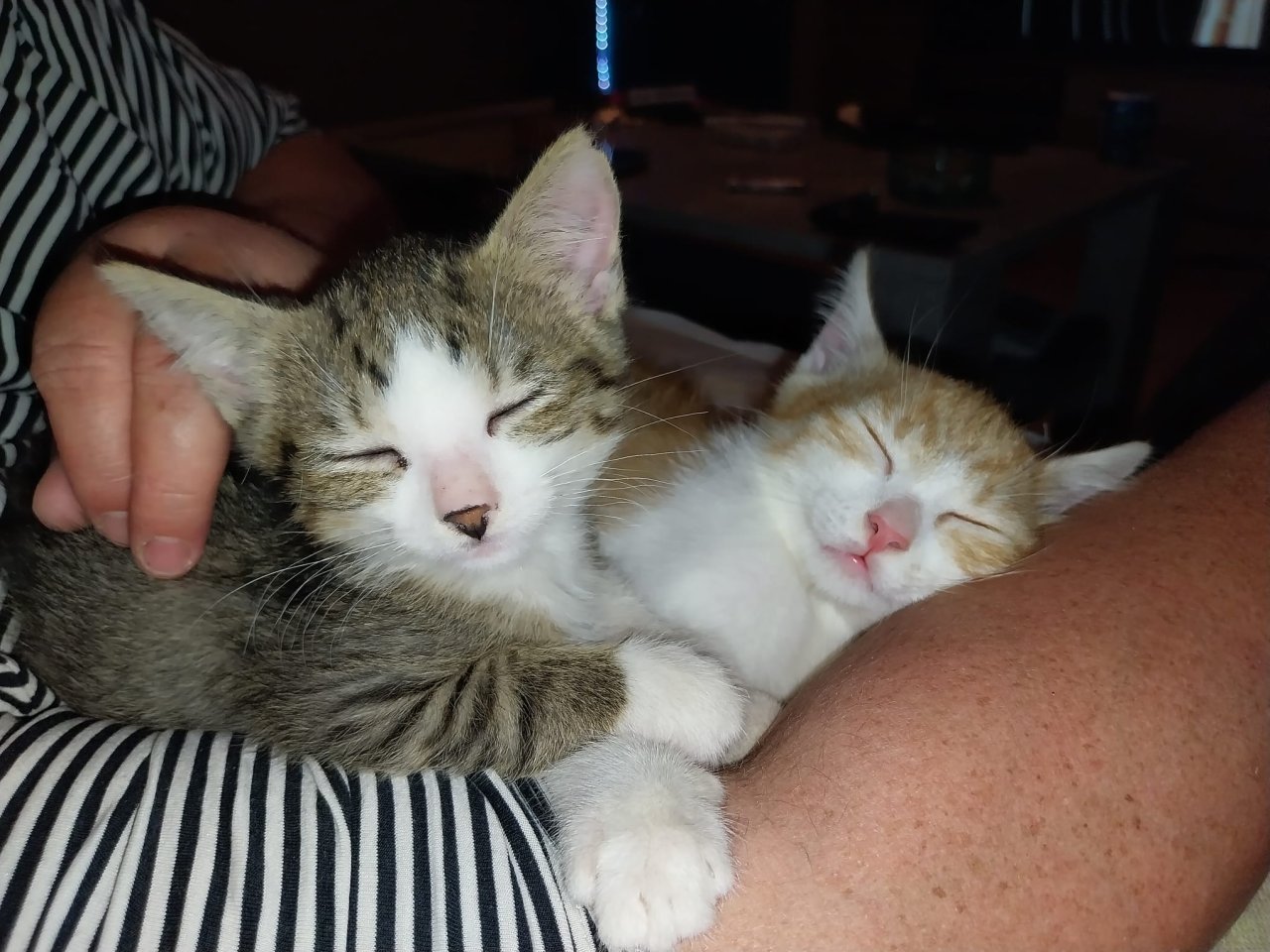 EKH Jungkatzen Ich suche ein liebevolles Zuhause für meine zwei super süßen, ver - Hauskatzen - Möntenich