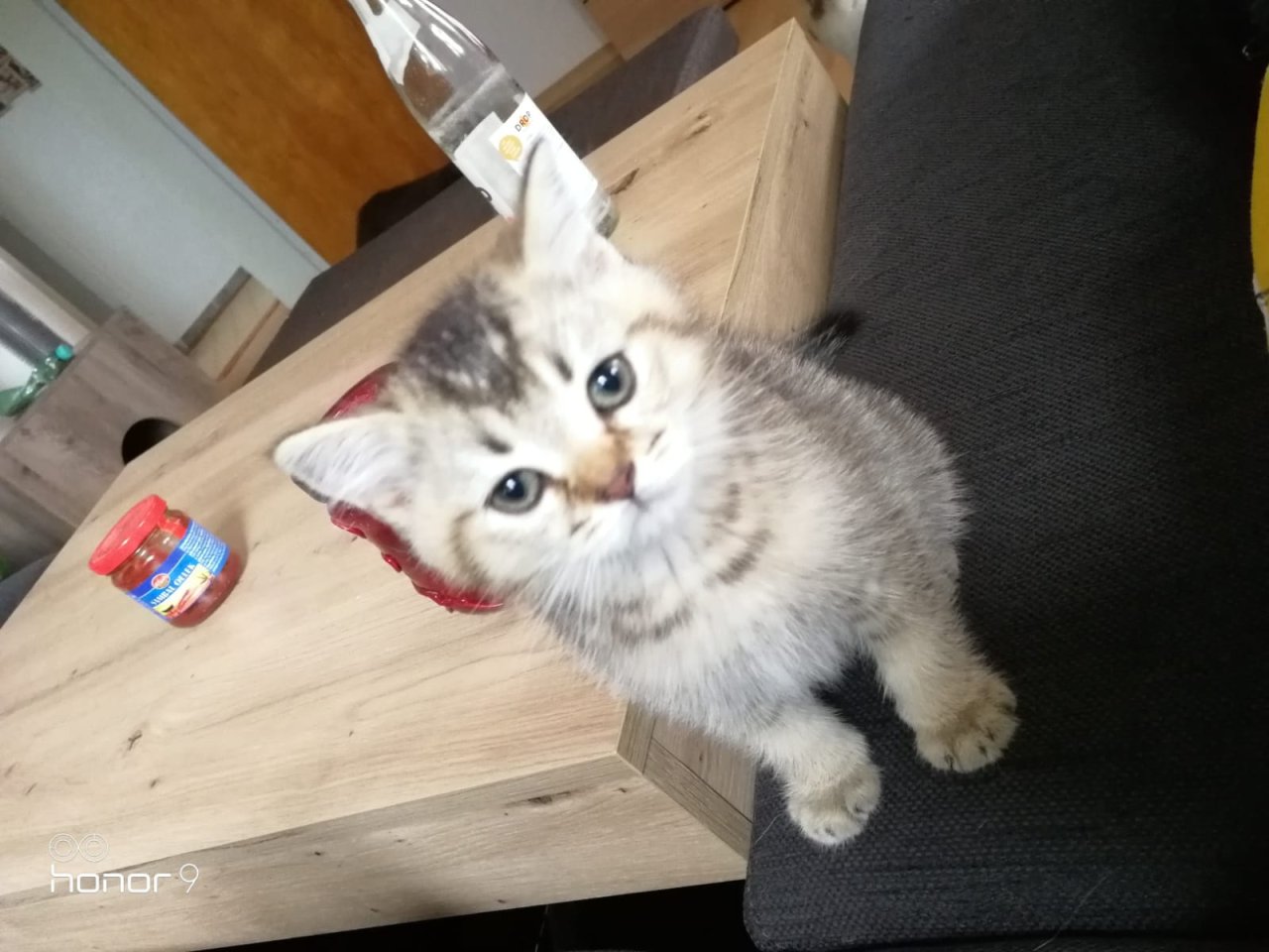 BKH Kitten suchen ein Zuhause - British Kurzhaar - Oberviechtach