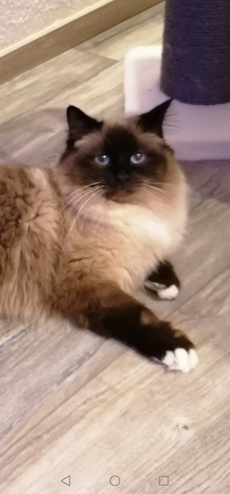 Heilige Birma Deckkater - Deckkater - Geislingen an der Steige