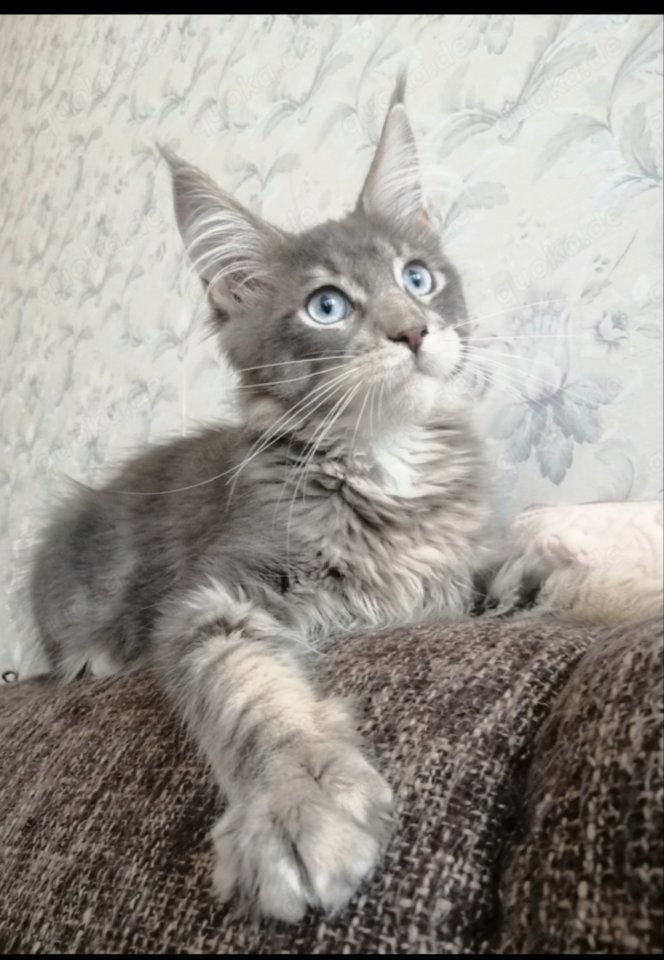 Maine Coon Kitten mit Stammbaum blaue Augen - Maine Coon - Böblingen