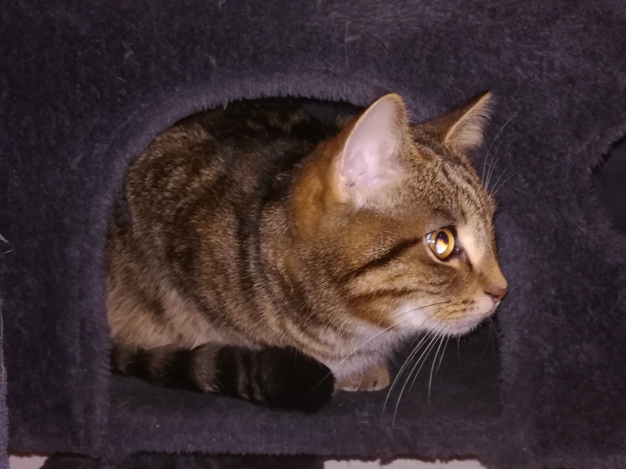 Kuscheliger Verschmuster Kater Sosoke - Hauskatzen - Straubing