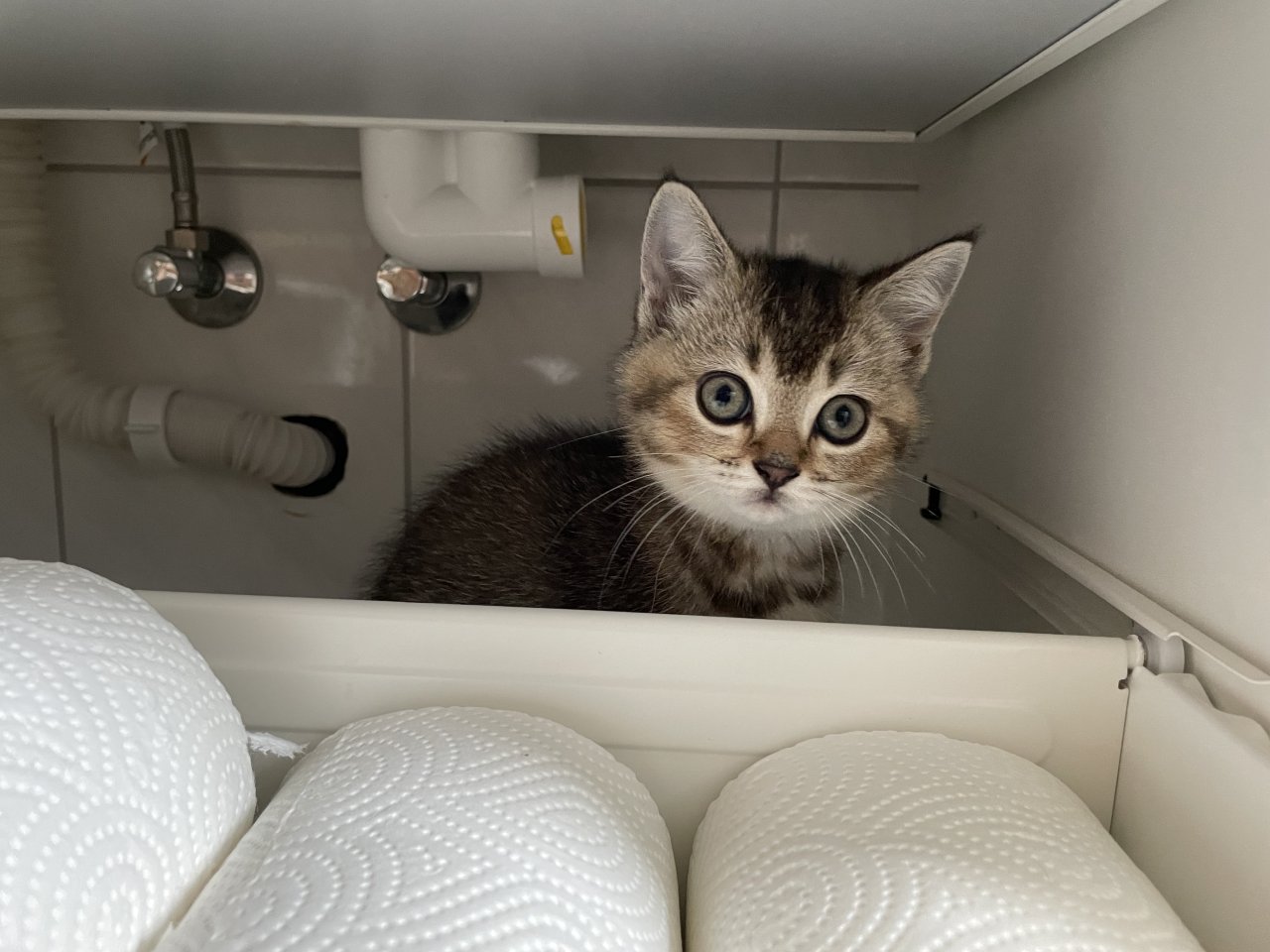 BKH Kitten - 1 Weibchen noch frei! - British Kurzhaar - Siegburg