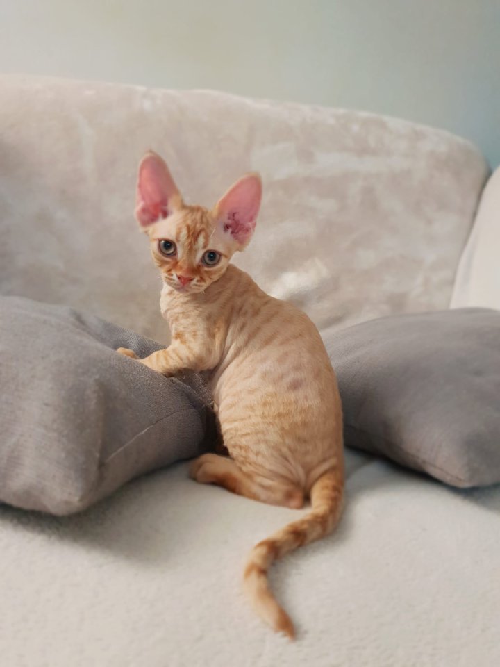 Devon Rex Kitten Abgabebereit - Devon Rex - Rheda-Wiedenbrück
