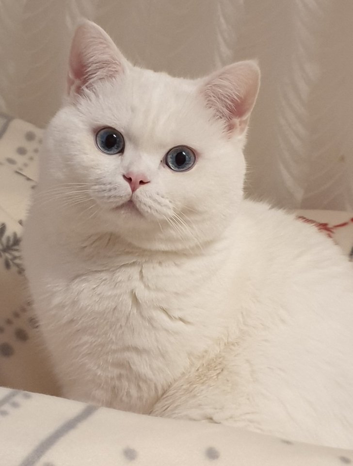 Deckkater BKH weiß mit blauen Augen (Kein Verkauf) - Deckkater - Rodgau