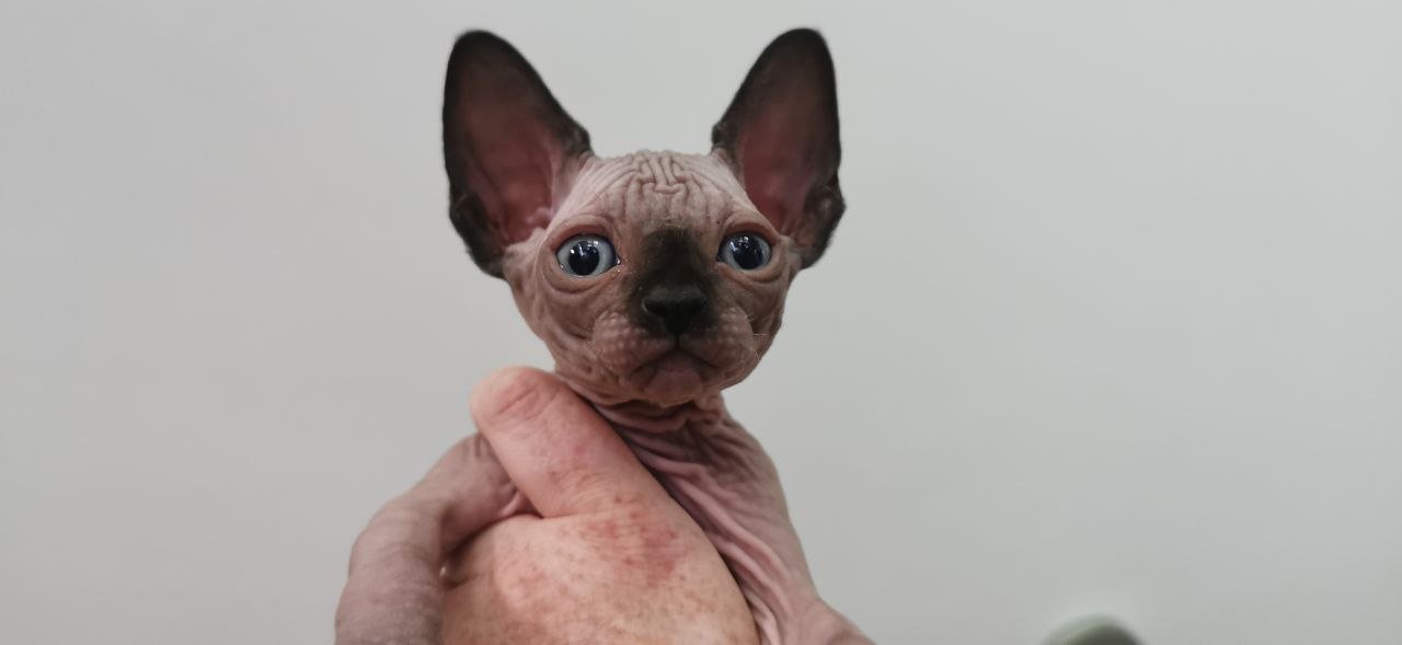 Drei kleine Sphynx-Kätzchen mit Stammbaum. - Sphynx - Wroc?aw
