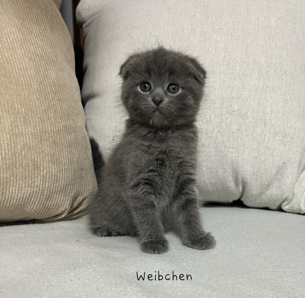 Wunderschöne British Kurzhaar und Langhaar Kätzchen mit Faltohren suchen liebevo - British Kurzhaar - Schwäbisch Hall