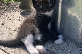 Babykatzen zu verkaufen - Hauskatzen - Tönning