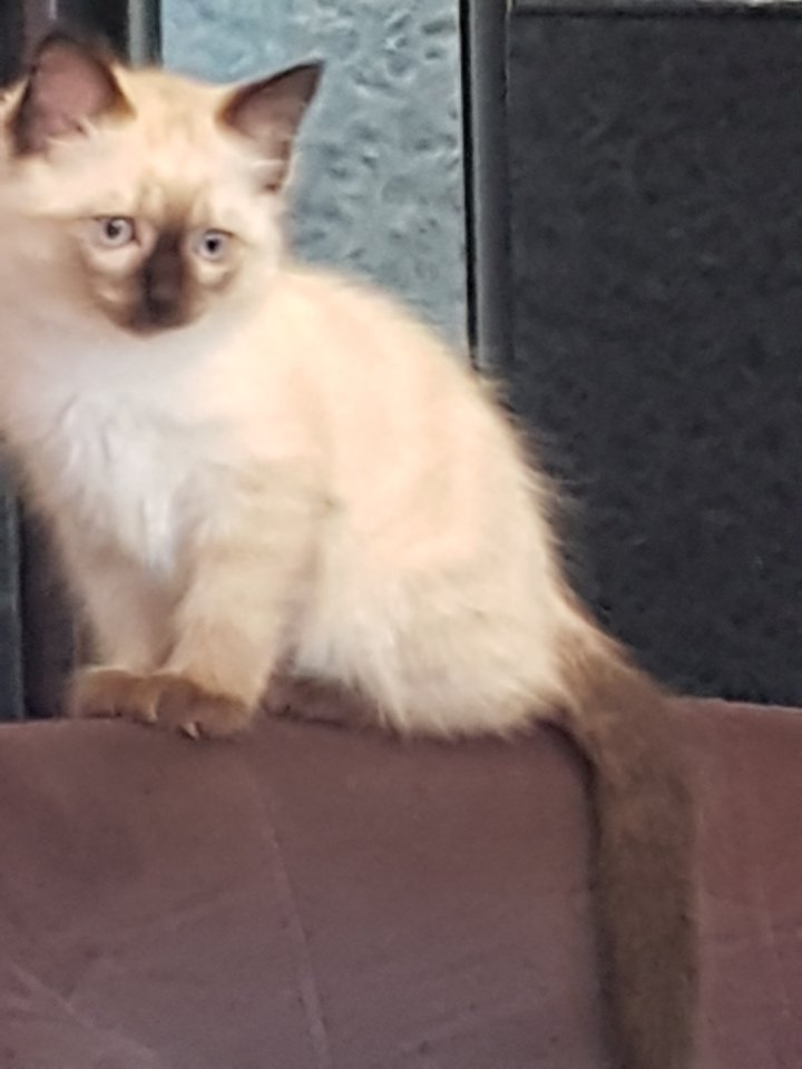 Reinrassige Balinesische Siam Kitten (Langhaar,Selten) - Siam - Solingen