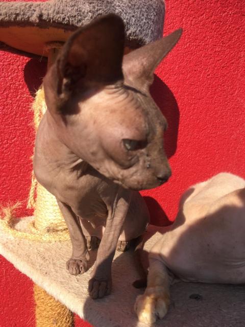 DonSphynx  - Sphynx - Weidhausen