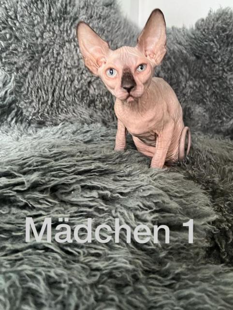Süße Sphynx Kitten - Sphynx - Mönchengladbach