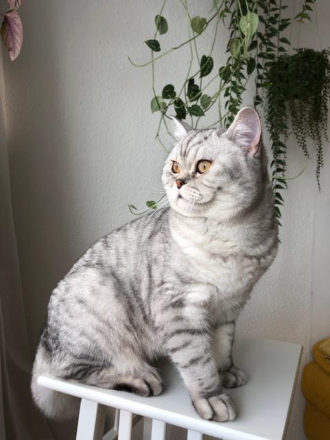 Deckkater BHK - Deckkater - Hamburg