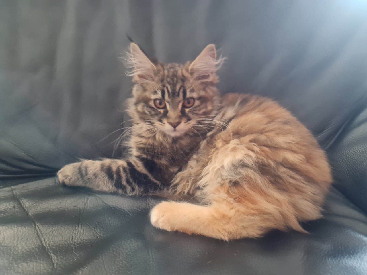 Maine Coon Kitte XXL abholbereit - Maine Coon - Ochtrup