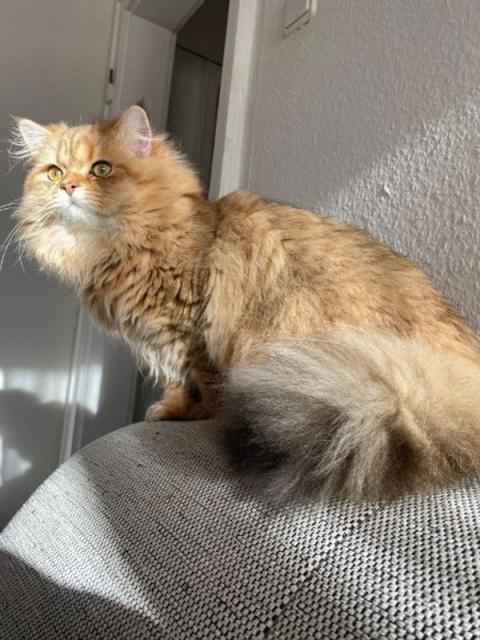 BLH Deckkater - Deckkater - Fürth
