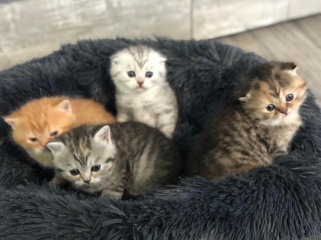 Zauberhafte British Kurzhaar BKH Kitten Scottish Fold Mix Kätzchen Katzenbabys B - British Kurzhaar - Winsen Aller