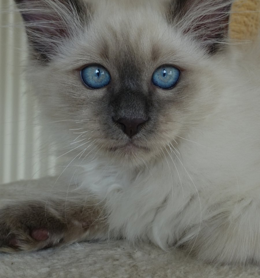Heilige Birma Kater Katze Mika abholbereit - Birma - Singen