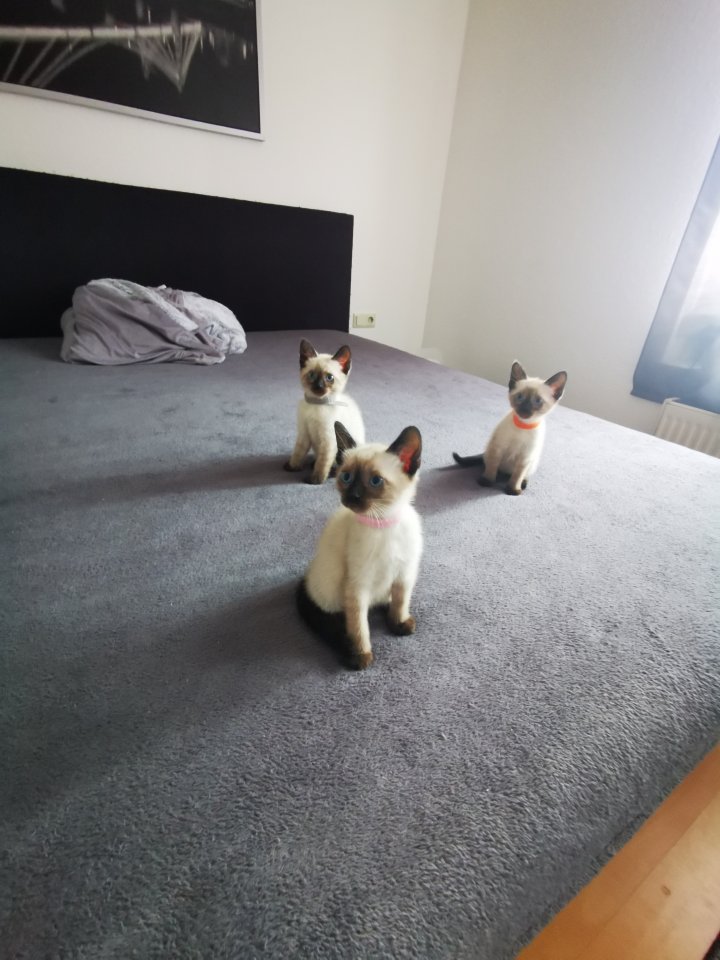 Siam kitten suchen ihr neues Zuhause - Siam - Leonberg