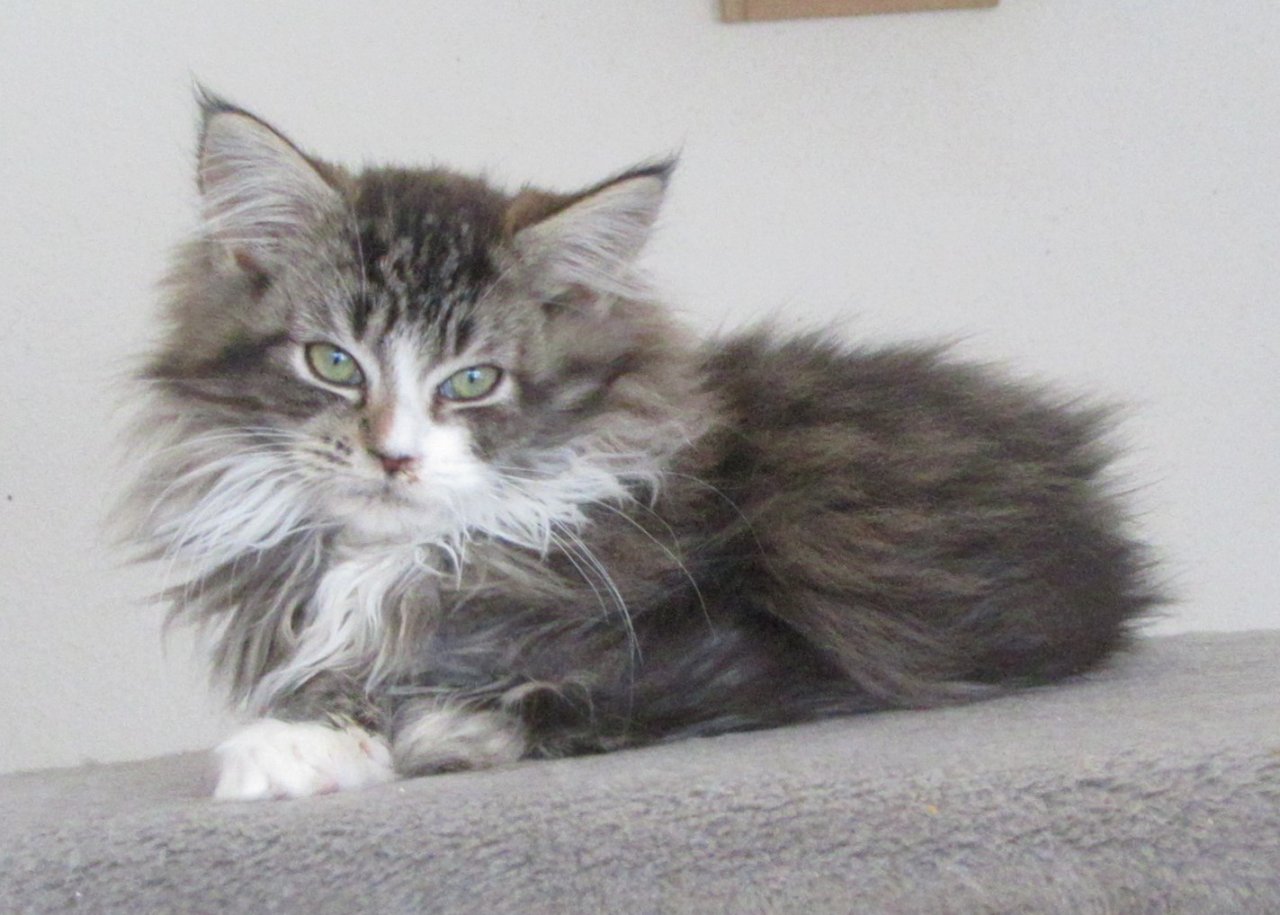 Maine Coon Kätzchen - 2 Kater, 1 Kätzchen - Maine Coon - Schwenningen