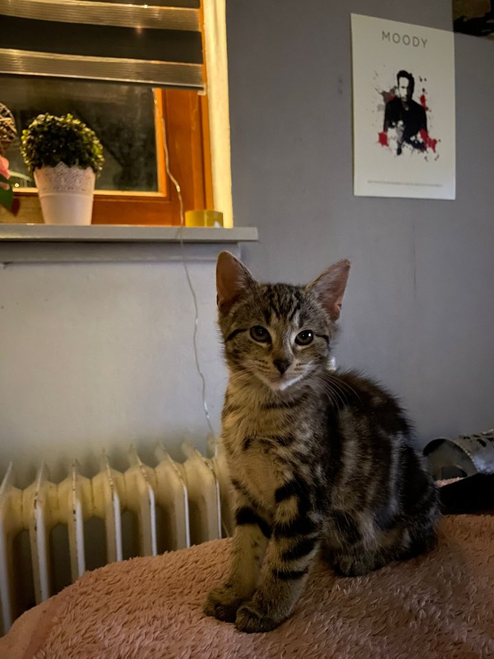 Süße Kitten suchen neues Herz - Hauskatzen - Bremen