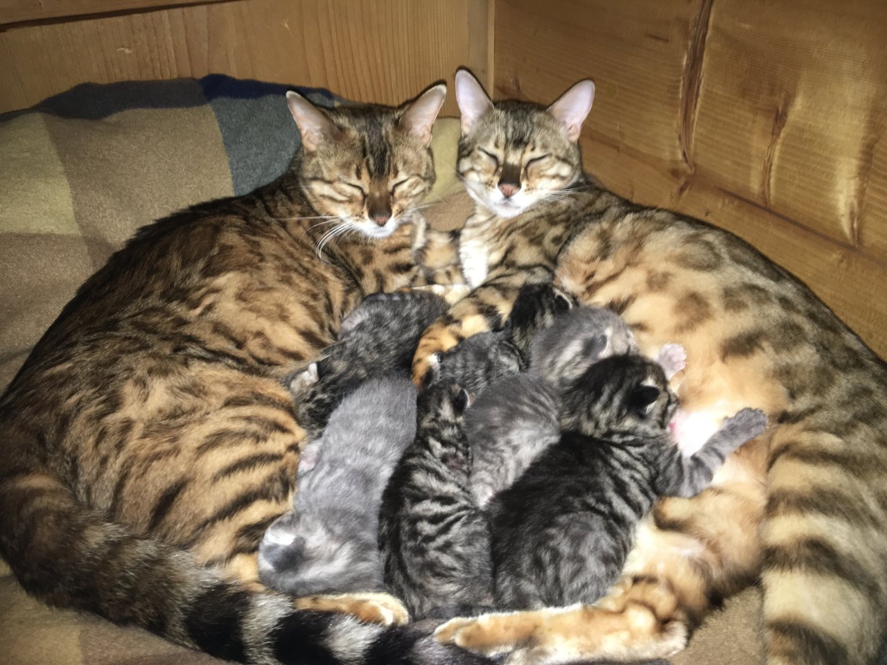 Bengal russisch blau Kitten - Mischling - Blaichach 