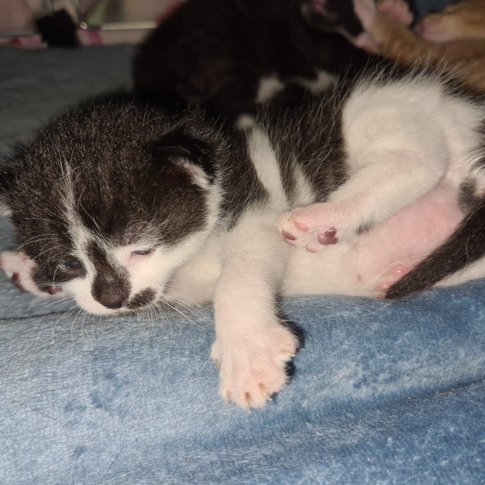 4 süße Kitten suchen ab sofort ein neues zuhause - Hauskatzen - Warendorf
