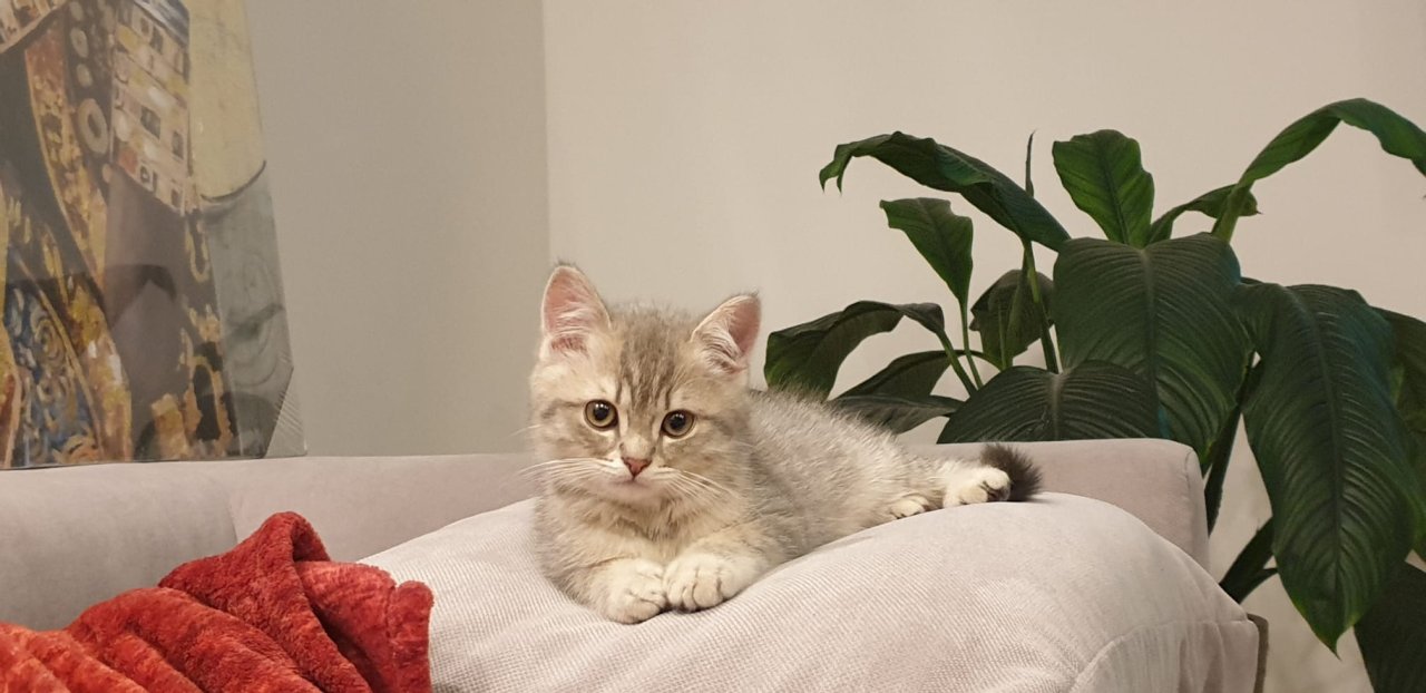 Ultra süße und liebevolle BKH Katzen ( 2 Brüder) - Hauskatzen - Völklingen
