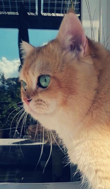 Britisch Kurzhaar Deckkater Golden Shell hat Termine frei, auch zum Kauf möglich - Deckkater - Hameln 