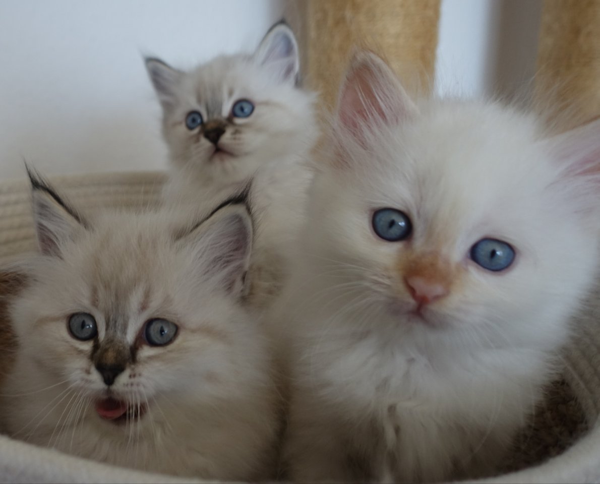 3 Heilige Birma Kitten Kater Freigänger Katze abholbereit - Birma - Singen