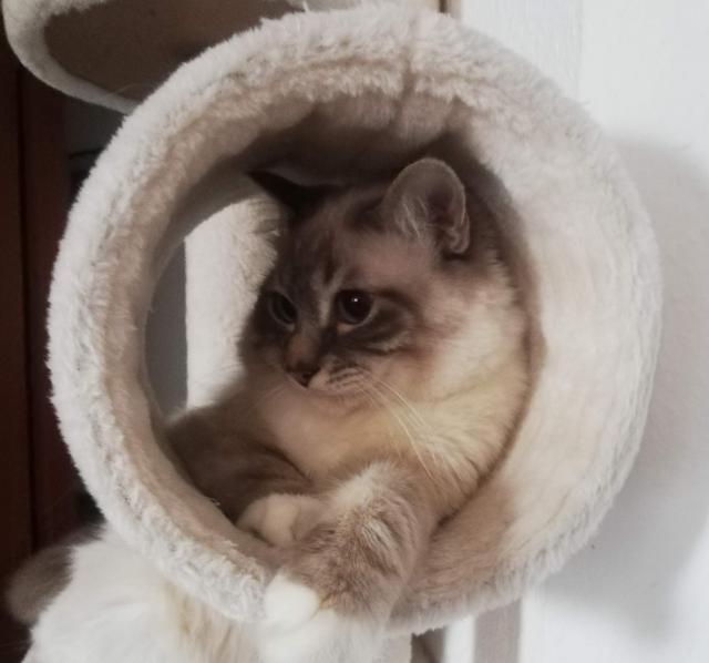 Deckkater Heilige Birma Blue Taby Point - Birma - Neuwied