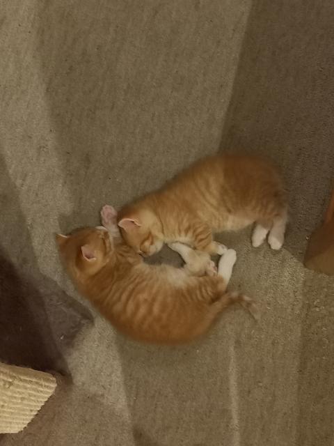 BKH Mix Maizwillinge! - Katzen Sonstige - Berlin